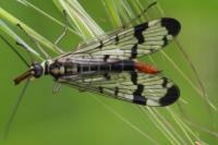 Panorpa communis