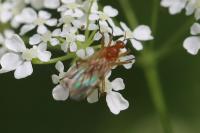 Empis lutea