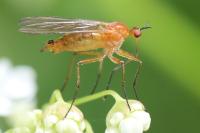 Empis lutea