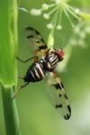 Otites porcus