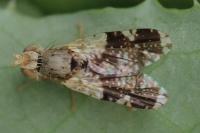 Tephritis formosa