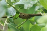 Rabdophaga salicis