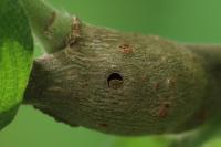 Rabdophaga salicis