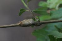Rabdophaga salicis