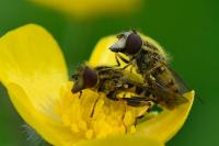 Eurimyia lineata