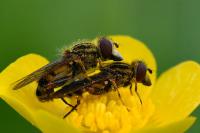 Eurimyia lineata