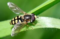 Eupeodes corollae