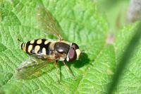 Eupeodes corollae