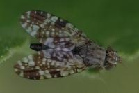 Tephritis vespertina