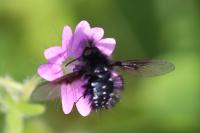 Bombylella atra