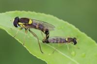 Sphaerophoria scripta