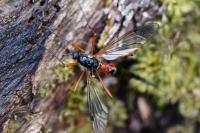 Tanyptera atrata