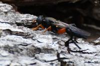 Chalcosyrphus femoratus
