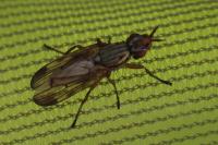 Dorycera graminum