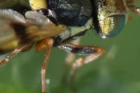 Urophora solstitialis