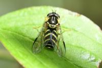 Dasysyrphus albostriatus