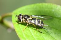 Dasysyrphus albostriatus
