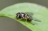 Dasysyrphus albostriatus