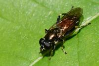 Xylota segnis