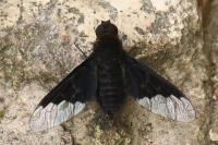 Hemipenthes morio