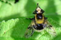 Volucella bombylans
