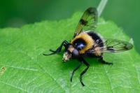 Volucella bombylans