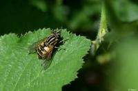 Helophilus pendulus