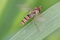 Episyrphus balteatus