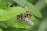 Episyrphus balteatus