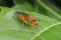 Scathophaga stercoraria