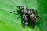 Platystoma seminationis