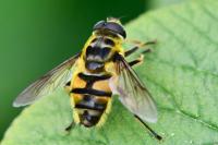 Myathropa florea