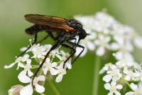 Empis tessellata