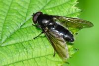 Cheilosia variabilis