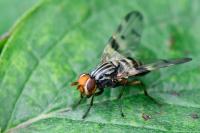 Otites porcus