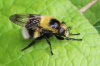 Volucella bombylans