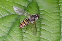 Episyrphus balteatus