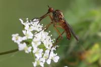 Empis livida
