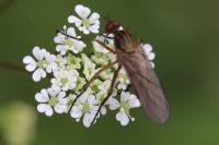 Empis livida