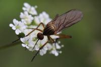 Empis livida