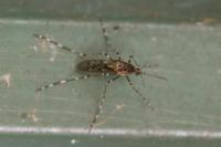 Culiseta annulata