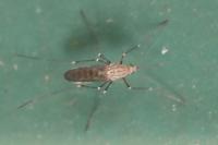 Aedes geniculatus