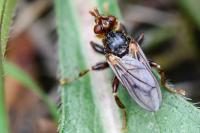 Myopa testacea