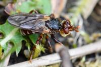 Myopa testacea