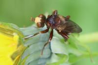 Sicus ferrugineus