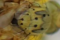 Orellia falcata