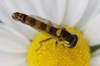 Sphaerophoria scripta