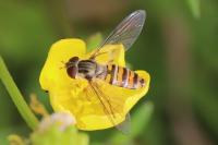 Episyrphus balteatus