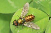 Chloromyia formosa