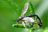 Dioctria rufipes